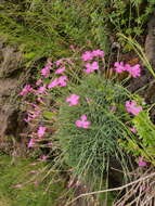 Image of cheddar pink