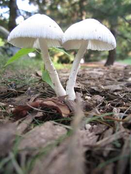 Image of Leucocoprinus cepistipes (Sowerby) Pat. 1889