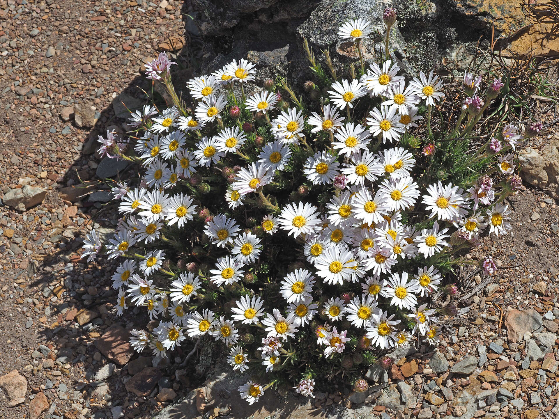 Image of Polyarrhena imbricata (DC.) Grau