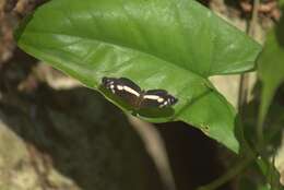 Image of Castilia griseobasalis Röber 1914