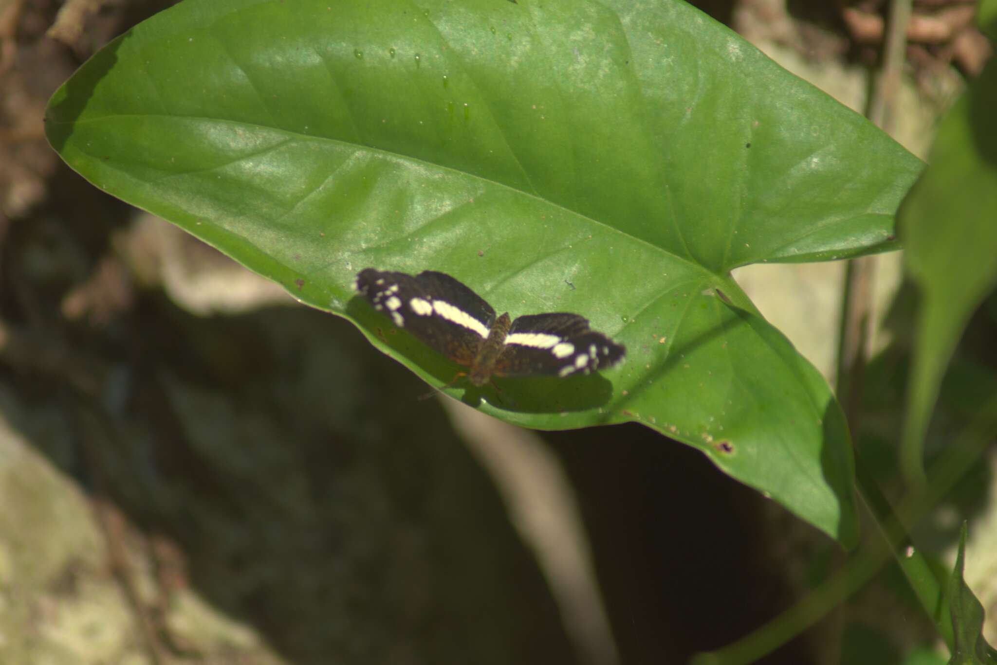 Plancia ëd Castilia griseobasalis Röber 1914