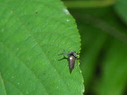 Imagem de Elaphiceps cervus Buckton