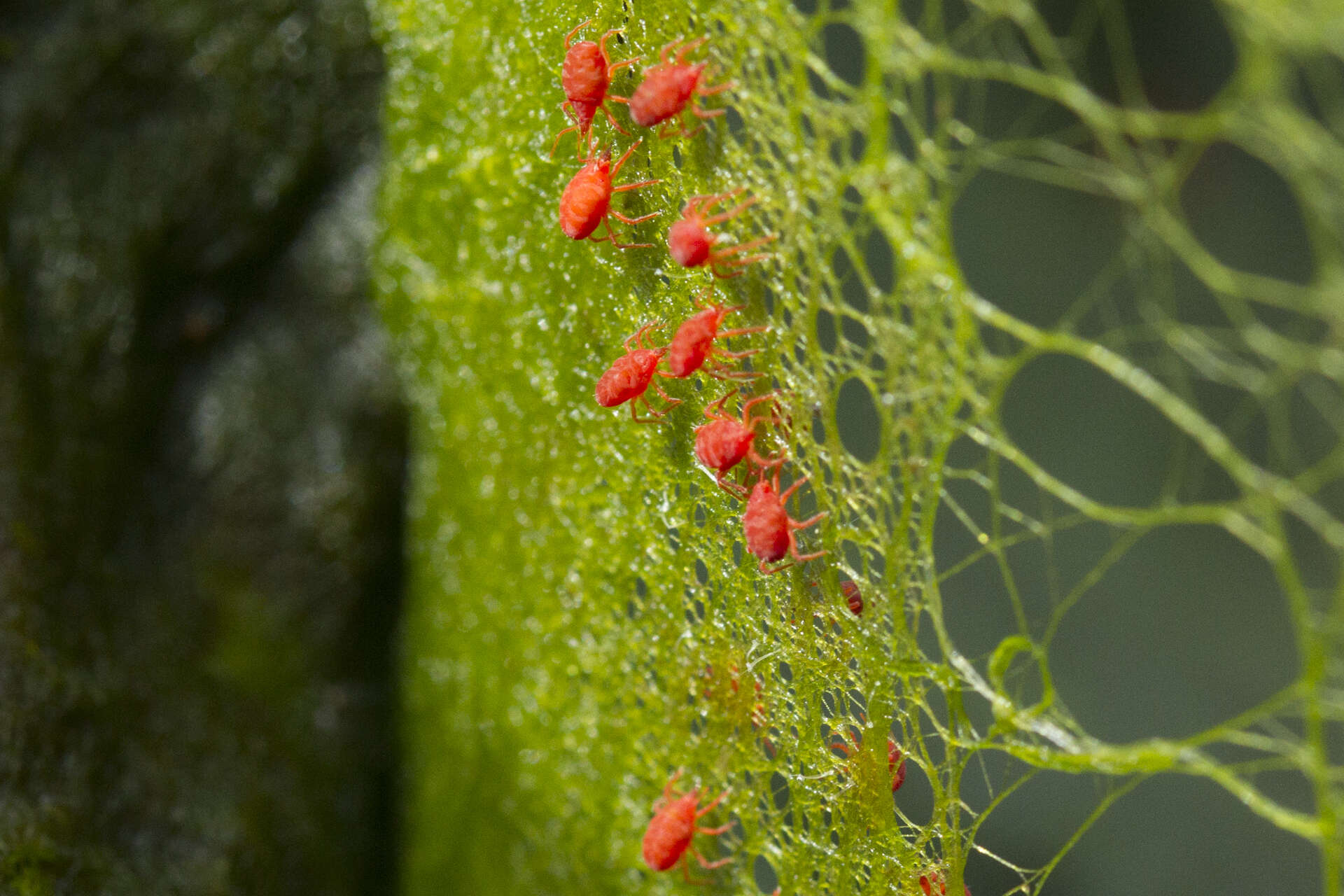 Imagem de Neomolgus littoralis (Linnaeus 1745)