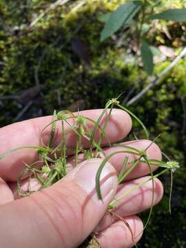 صورة Cyperus hortensis (Salzm. ex Steud.) Dorr