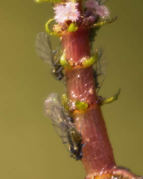 Image of Water lily aphid