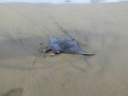 Image of Munk&#39;s devil ray