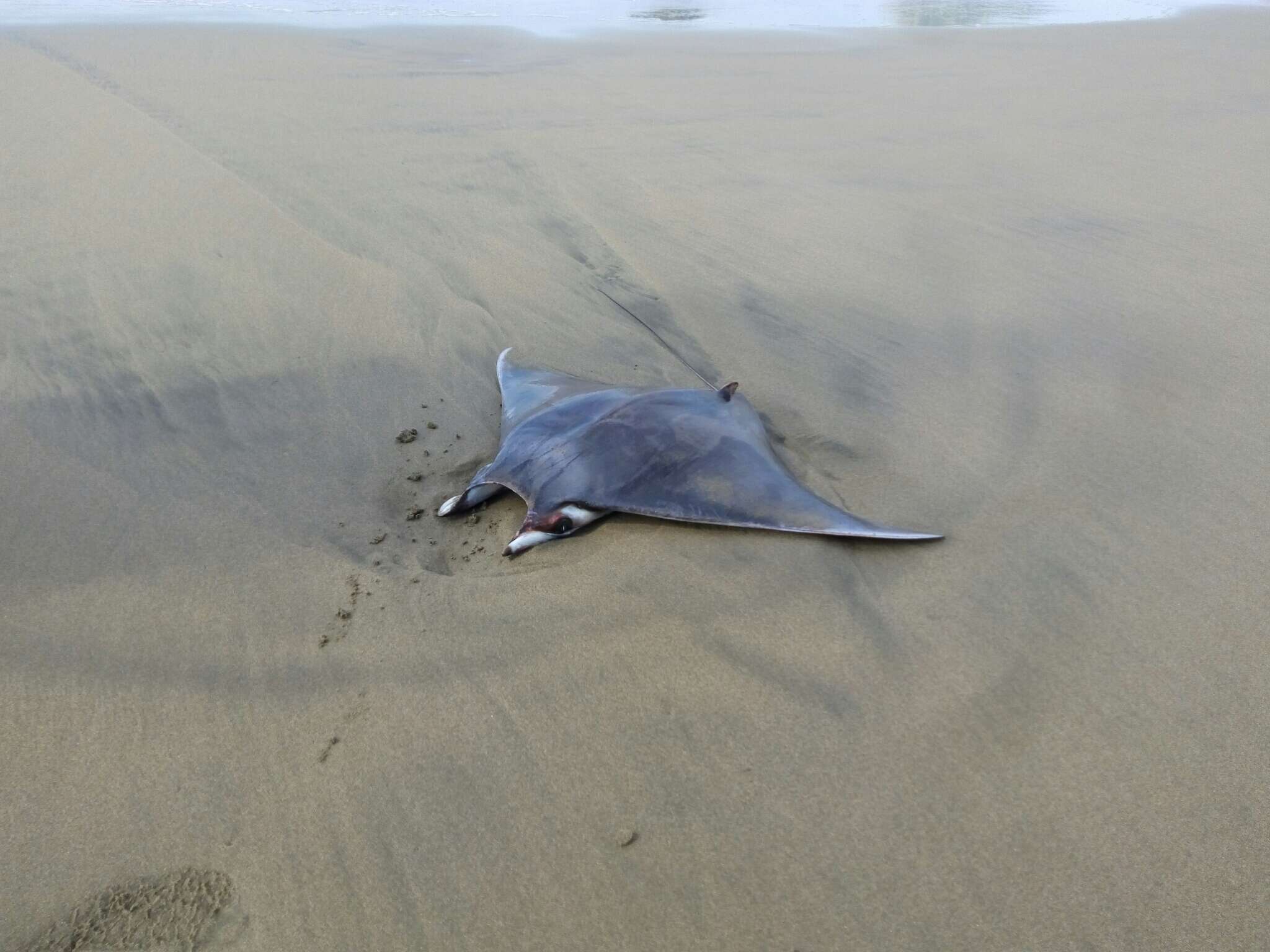 Image of Munk&#39;s devil ray