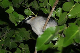 Image of Black-crowned Tchagra