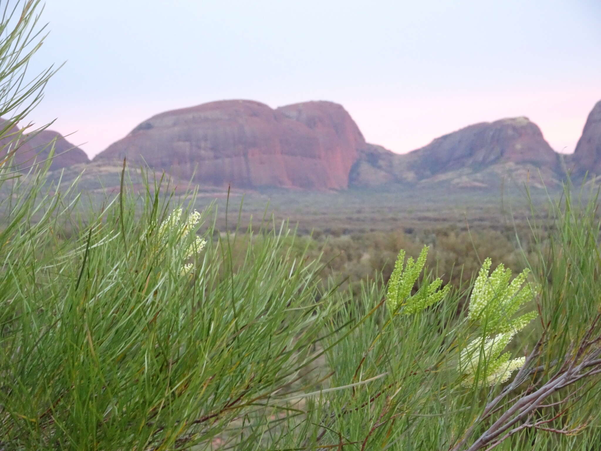 Image of Grevillea stenobotrya F. Müll.