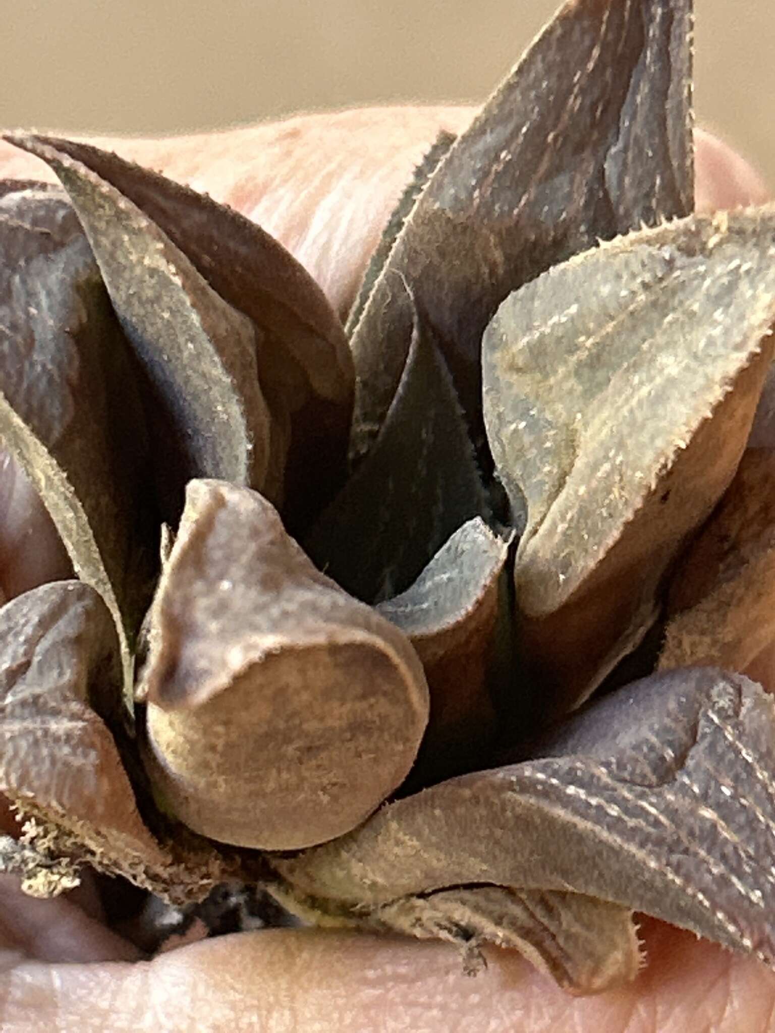 Слика од Haworthia magnifica Poelln.