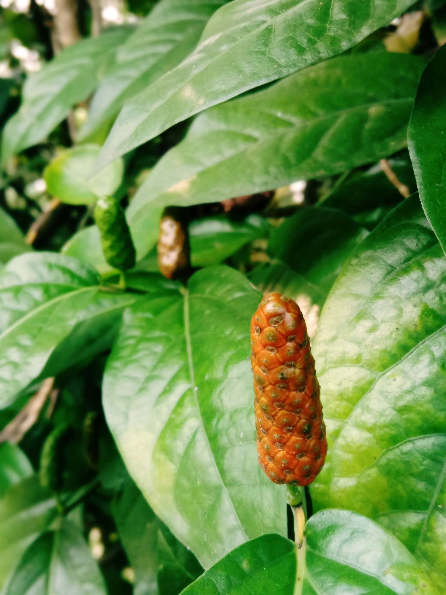 Image of Javanese long pepper