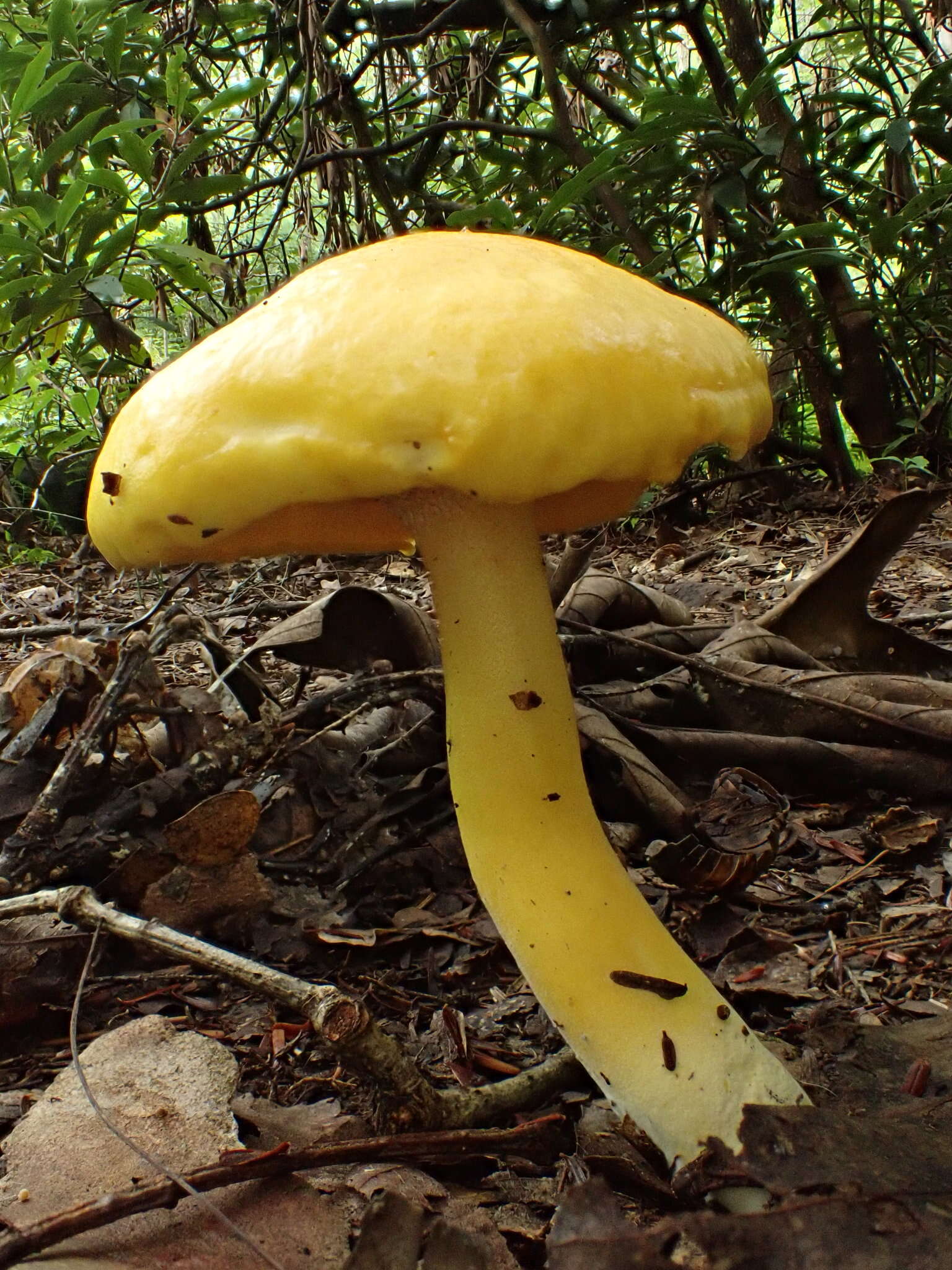 Pulveroboletus curtisii (Berk.) Singer 1947的图像