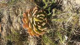 Image of Aloe brevifolia var. depressa (Haw.) Baker