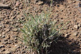 Image of Stipagrostis ciliata var. capensis (Trin. & Rupr.) De Winter