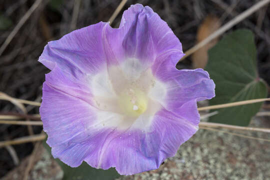 Image of Ipomoea gilana K. Keith & J. A. Mc Donald