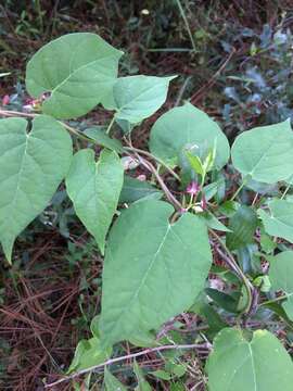 Image of Florida milkvine