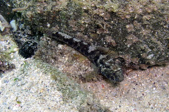 Image of Frayedfin goby