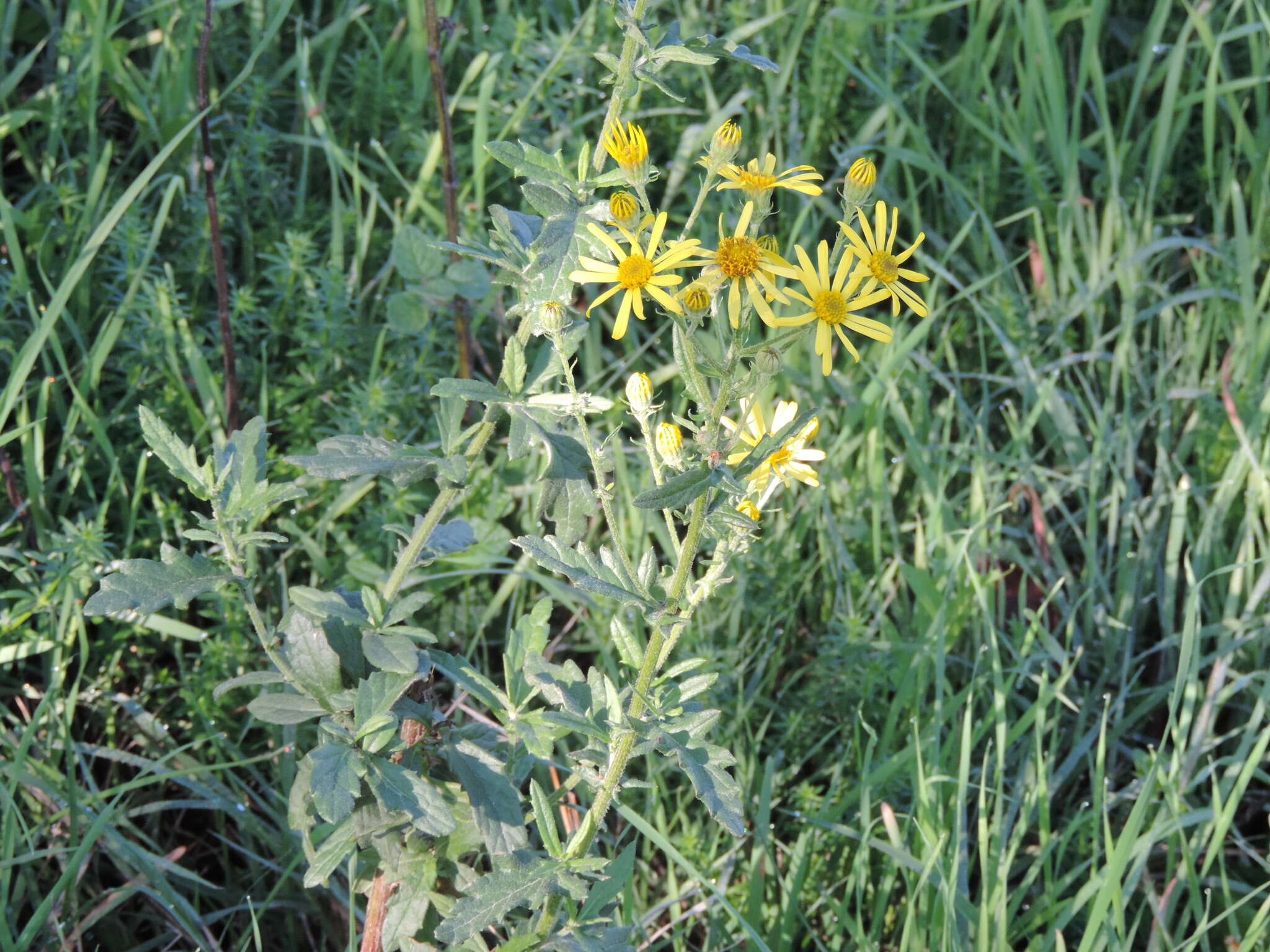 Plancia ëd Jacobaea erucifolia subsp. erucifolia