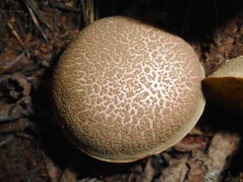 Sivun Xerocomellus cisalpinus (Simonini, H. Ladurner & Peintner) Klofac 2011 kuva