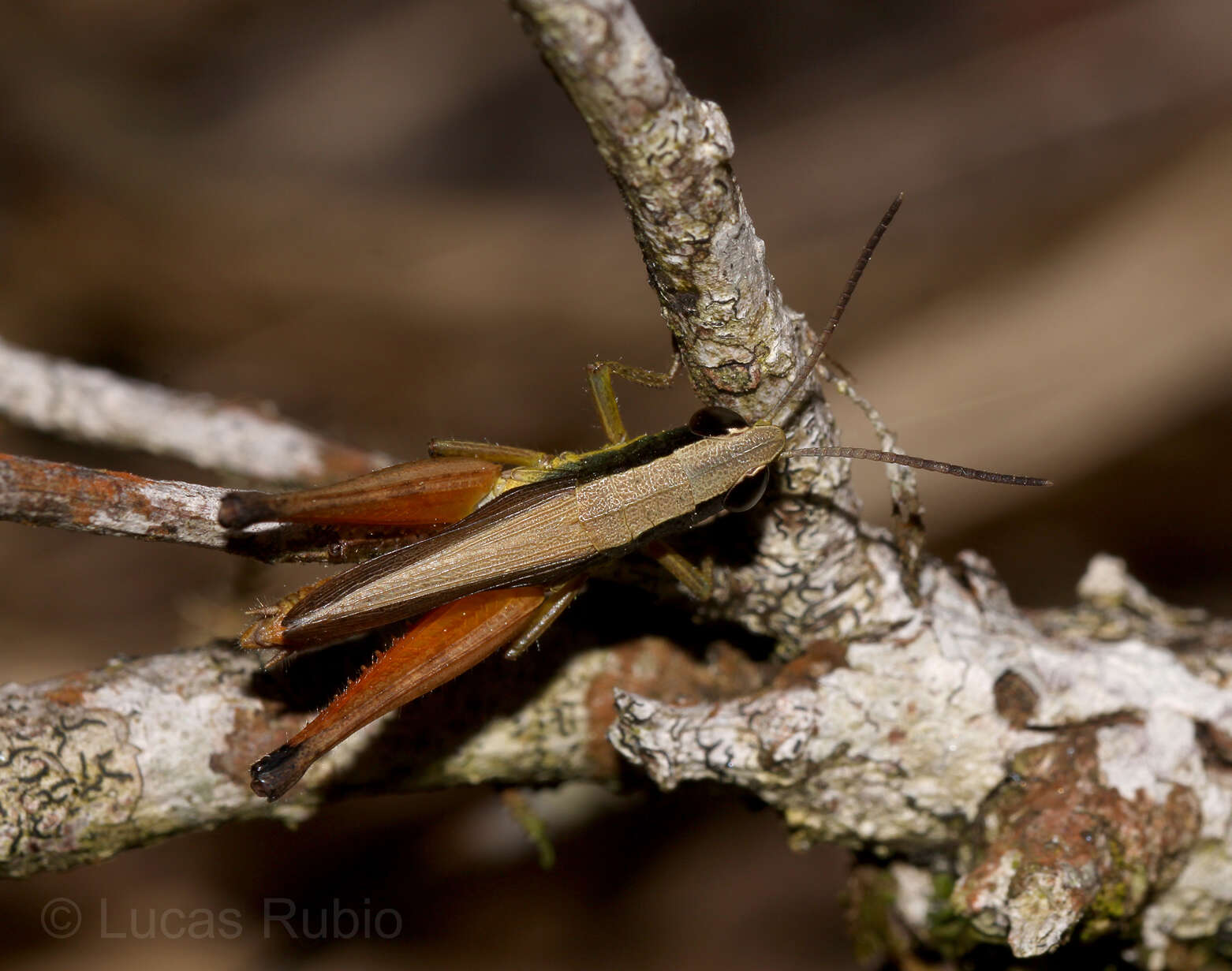 Слика од Amblytropidia sola Rehn & J. A. G. 1939