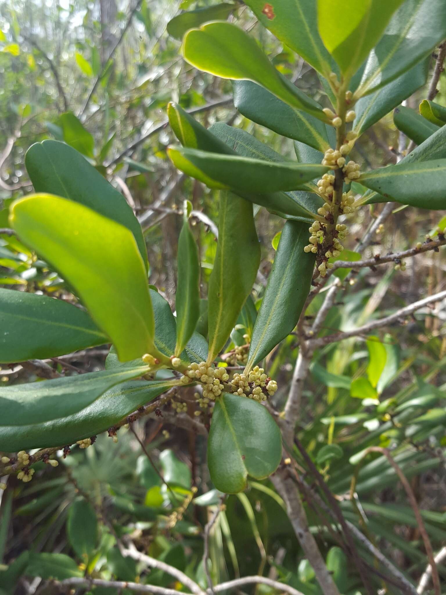 Image de Myrsine floridana A. DC.