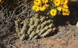 Image of Ceropegia mammillaris (L.) Bruyns