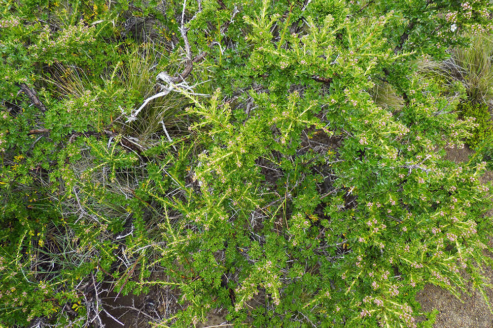 Escallonia virgata (Ruiz & Pavón) Pers. resmi