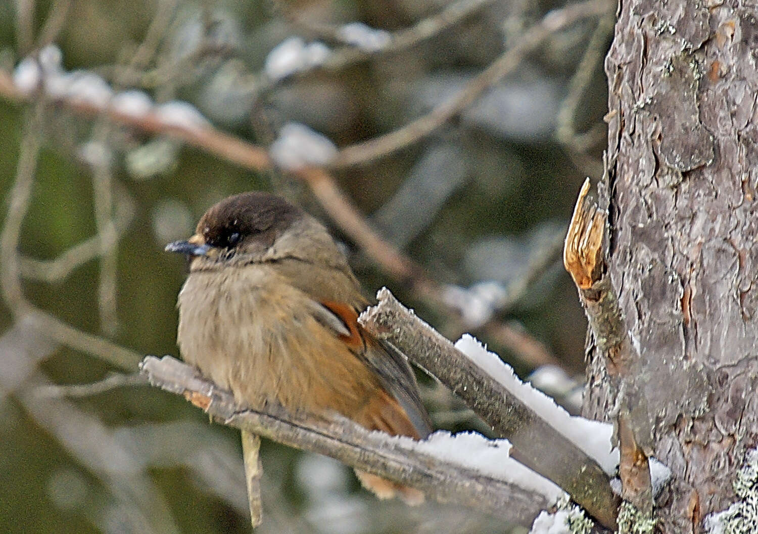 Image of Siberian Jay