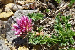 Image of Mountain Kidney Vetch