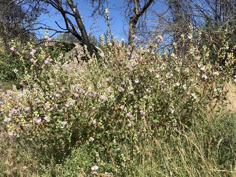 Image of Hickman's checkerbloom