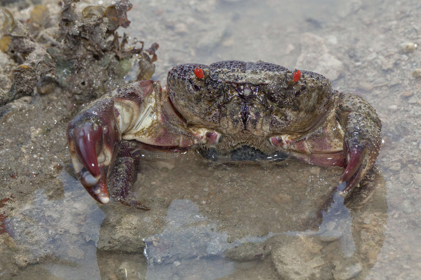 Image of Eriphia ferox Koh & P. K. L. Ng 2008