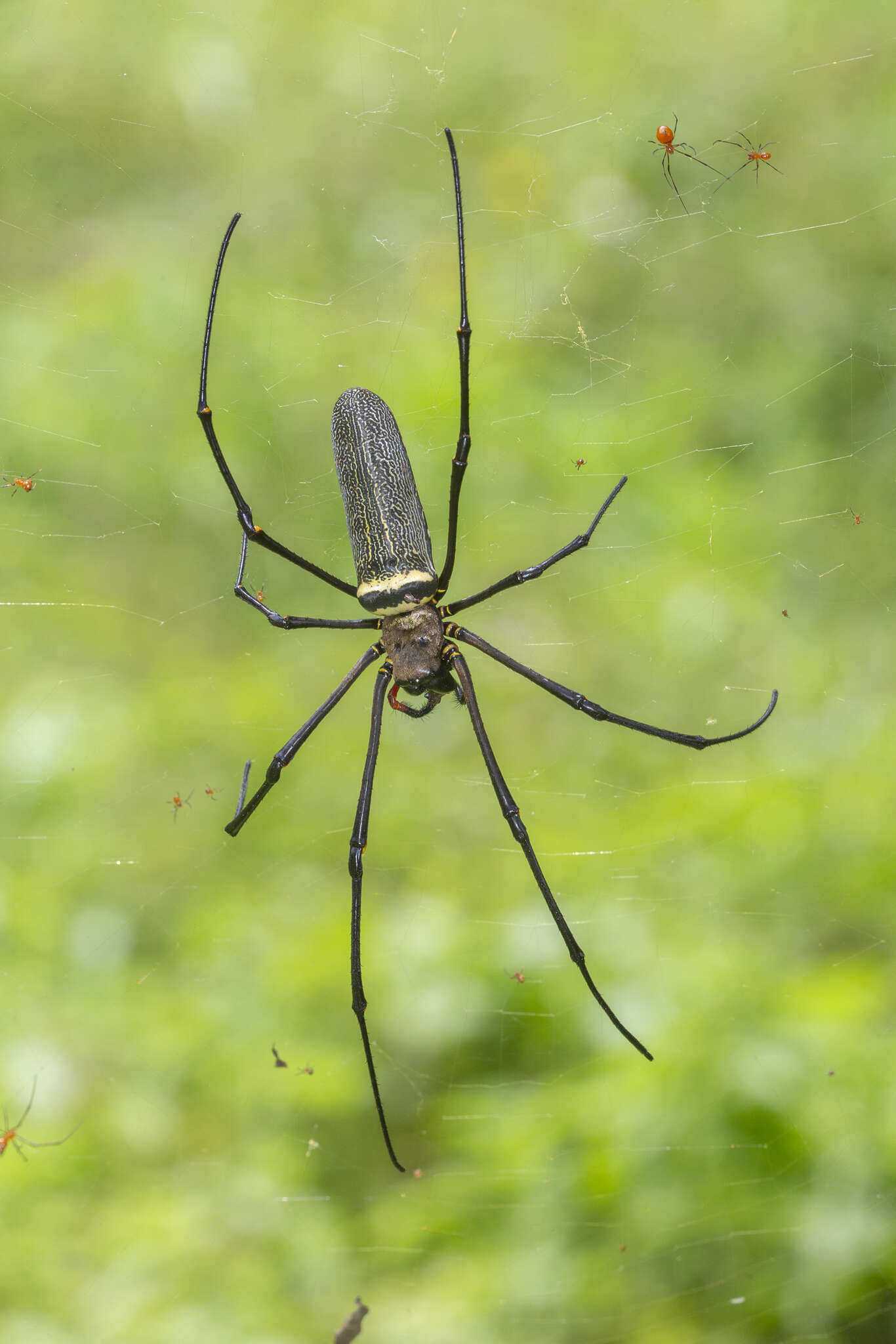 Image of Argyrodes flavescens O. Pickard-Cambridge 1880