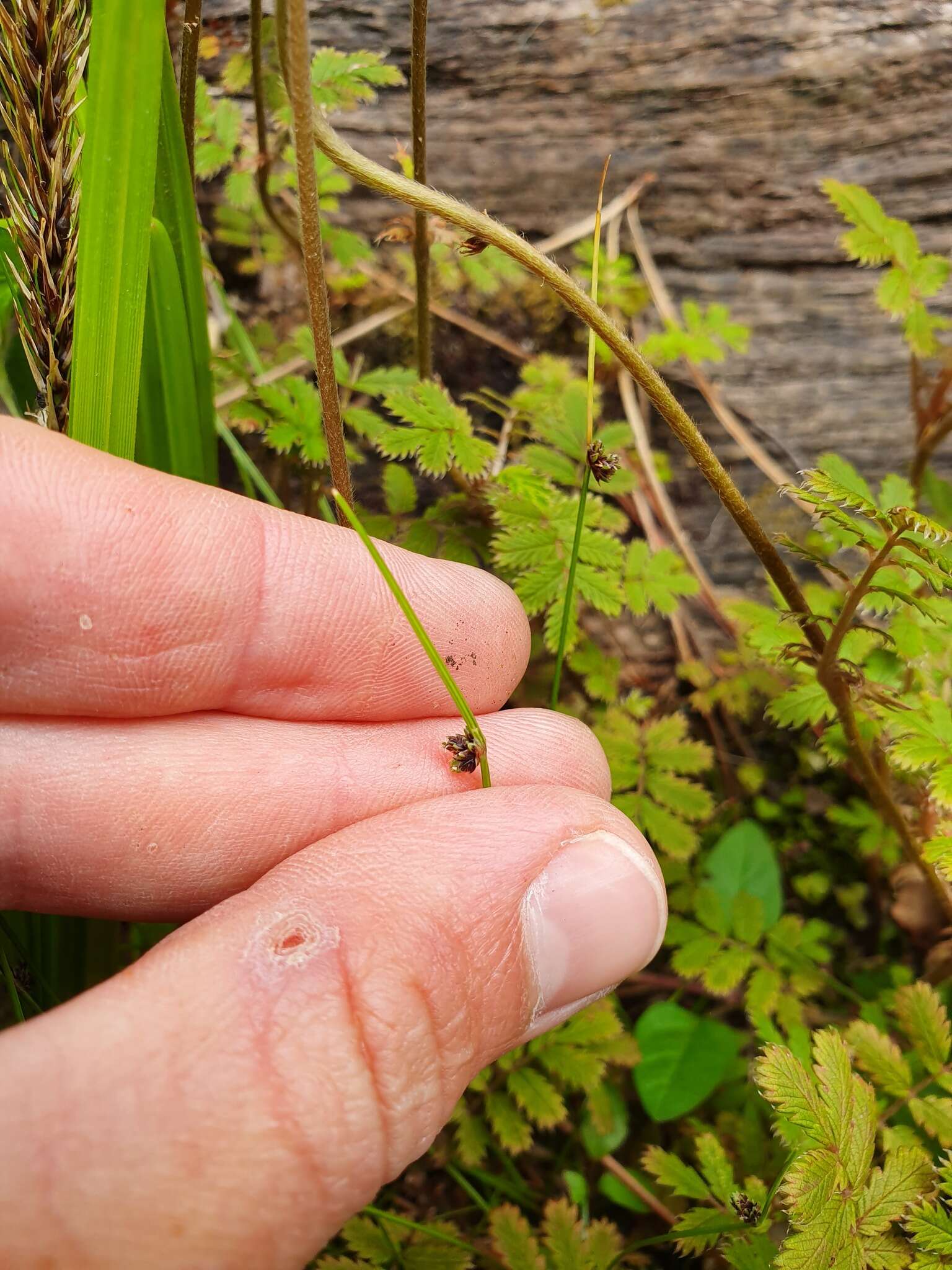 Image of Isolepis reticularis Colenso