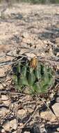 Image of Coryphantha maiz-tablasensis Fritz Schwartz ex Backeb.