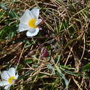 Image of Ranunculus acetosellifolius Boiss.