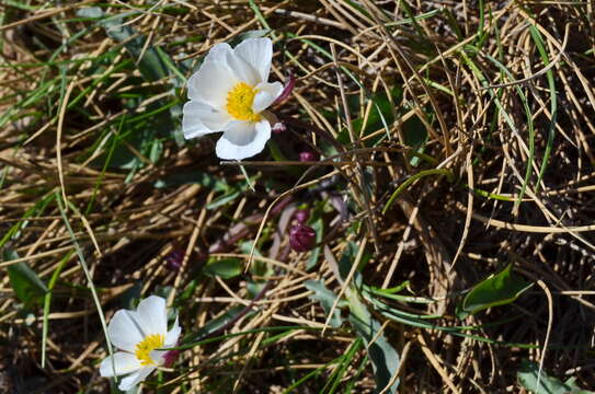 Ranunculus acetosellifolius Boiss.的圖片