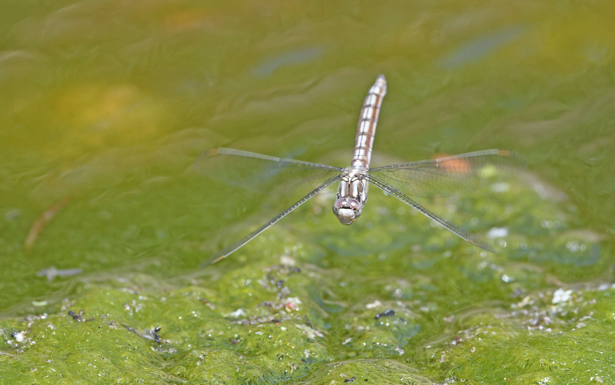 Image of <i>Orthetrum brunneum cycnos</i> Selys 1848