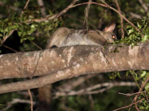 صورة Otolemur crassicaudatus kirkii (Gray 1865)