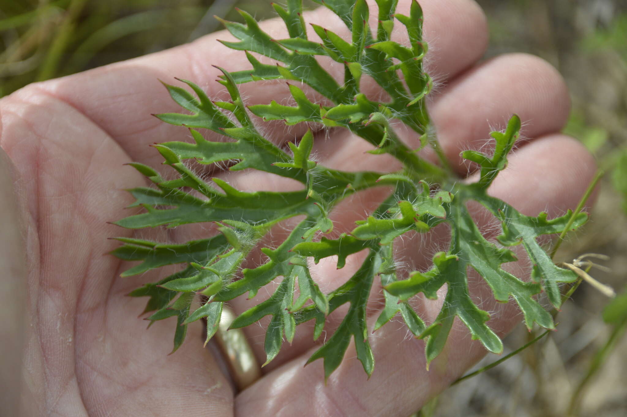 Image of Pelargonium pulverulentum Colv. ex Sweet