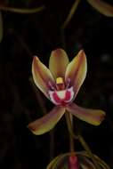 Cymbidium finlaysonianum Lindl.的圖片