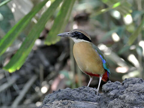 Image of Mangrove Pitta