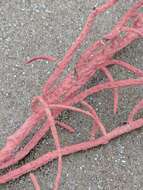 Image of regal sea fan