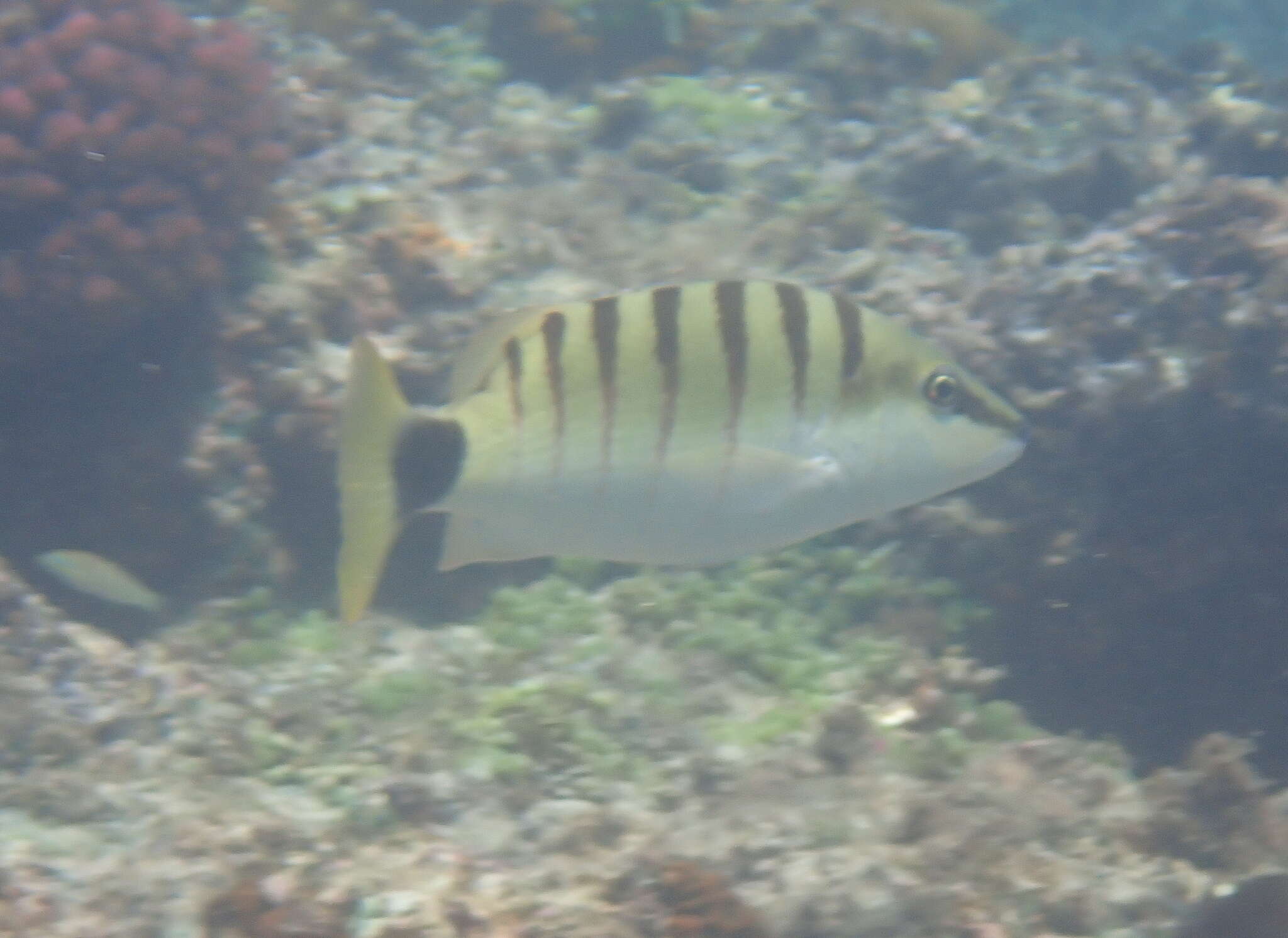 Image of Black-banded seaperch