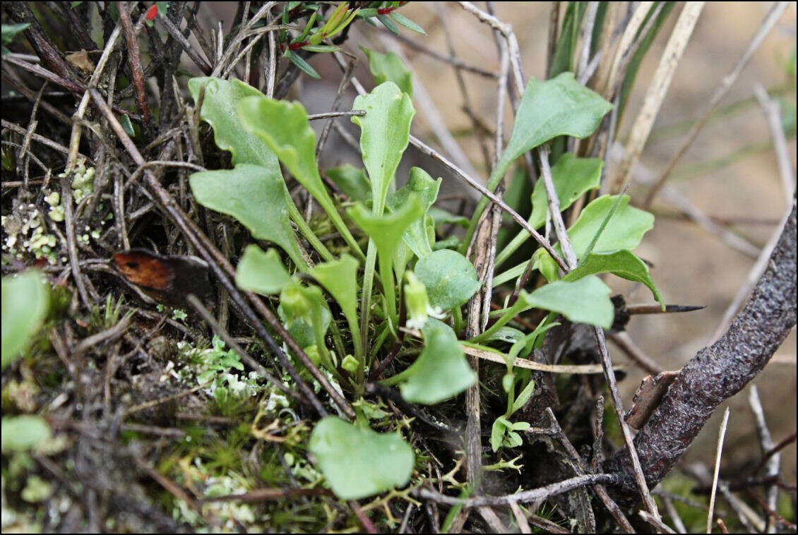 Image of Viola hederacea subsp. cleistogamoides L. Adams