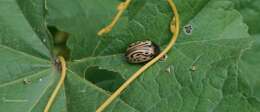 Image of Calligrapha (Calligrapha) dislocata (Rogers 1856)