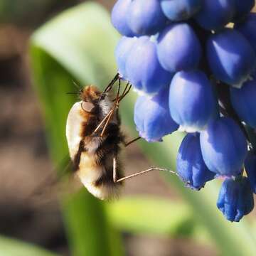 Image of Large bee-fly