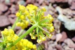 Imagem de Lomatium sandbergii (Coult. & Rose) Coult. & Rose