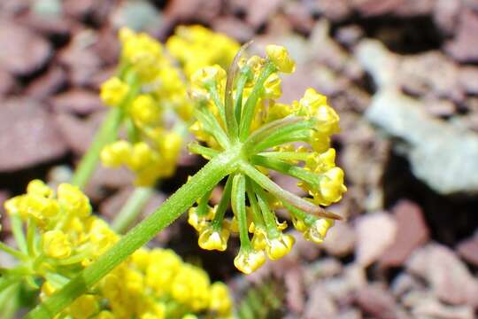 Image of Sandberg's biscuitroot