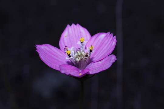 Image of Cosmos ochroleucoflorus Melchert