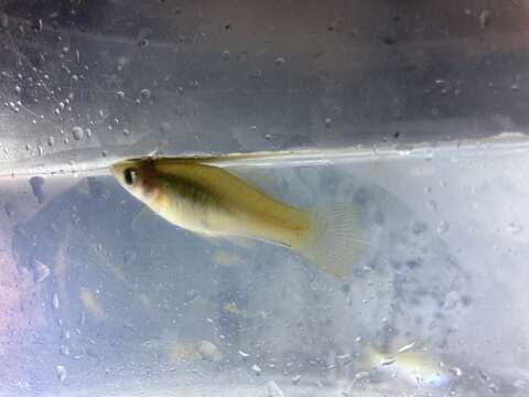 Image of Green swordtail